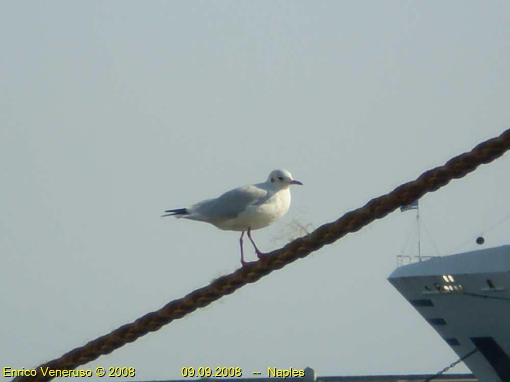 1 - Gabbiano stanco  -  Gull tired ( by Enrico Veneruso )